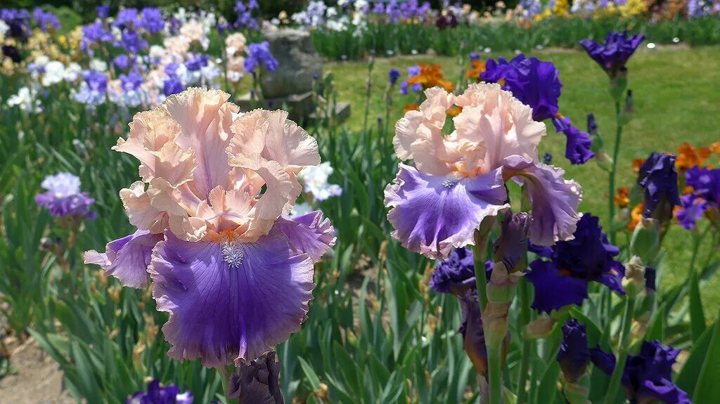 ирис sharpshooter. сад науменко ирисы бородатые. сад науменко ирисы бородатые. сорта высоких бородатых ирисов. ирис glitterati.