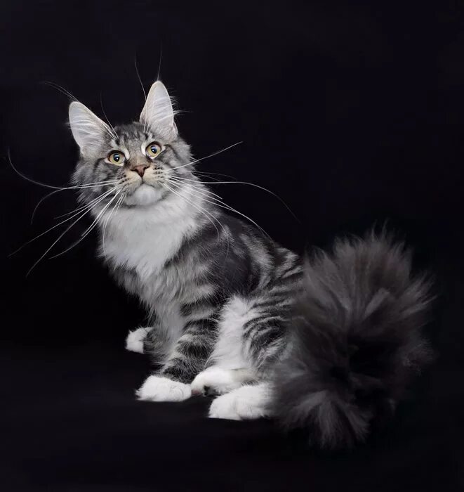 Мейн кун a22. Палевый мейн кун. Кошка мейн кун черепаховый окрас. Мейкун. Мейн кун рыжий.