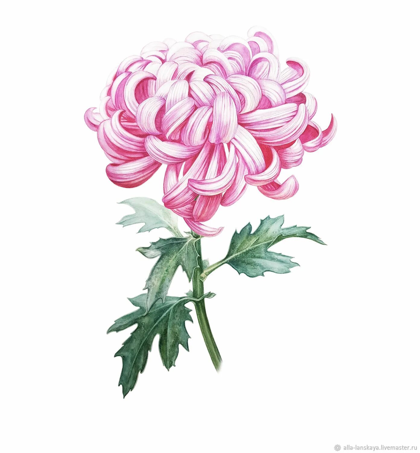 Хризантема акварель. Хризантемы акварелью. Хризантема акварельный скетч. Хризантемы акварелью. Верещагин этюд хризантемы.