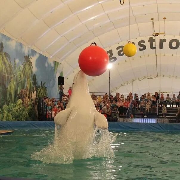 куда сходить с детьми в калининграде. амплитуда калининград батутный центр. резиденция королей калининград тридевятое королевство. куда сходить с детьми в калининграде. калининград куда сходить с детьми.