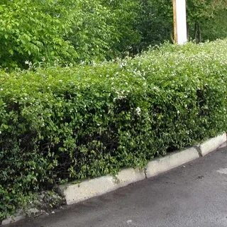 Кустарник для живой изгороди ягоды