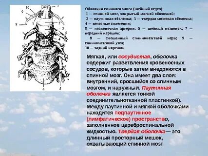 Шейно мозговой отдел