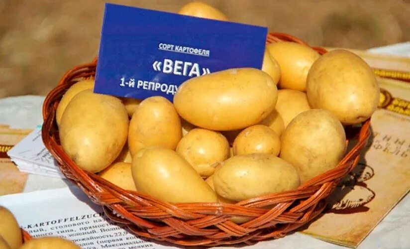 КАРТОФЕЛЬ СЕМЕННОЙ Вега КУПИТЬ В НОВОСИБИРСКЕ