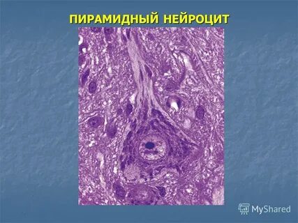 Нейроцит
