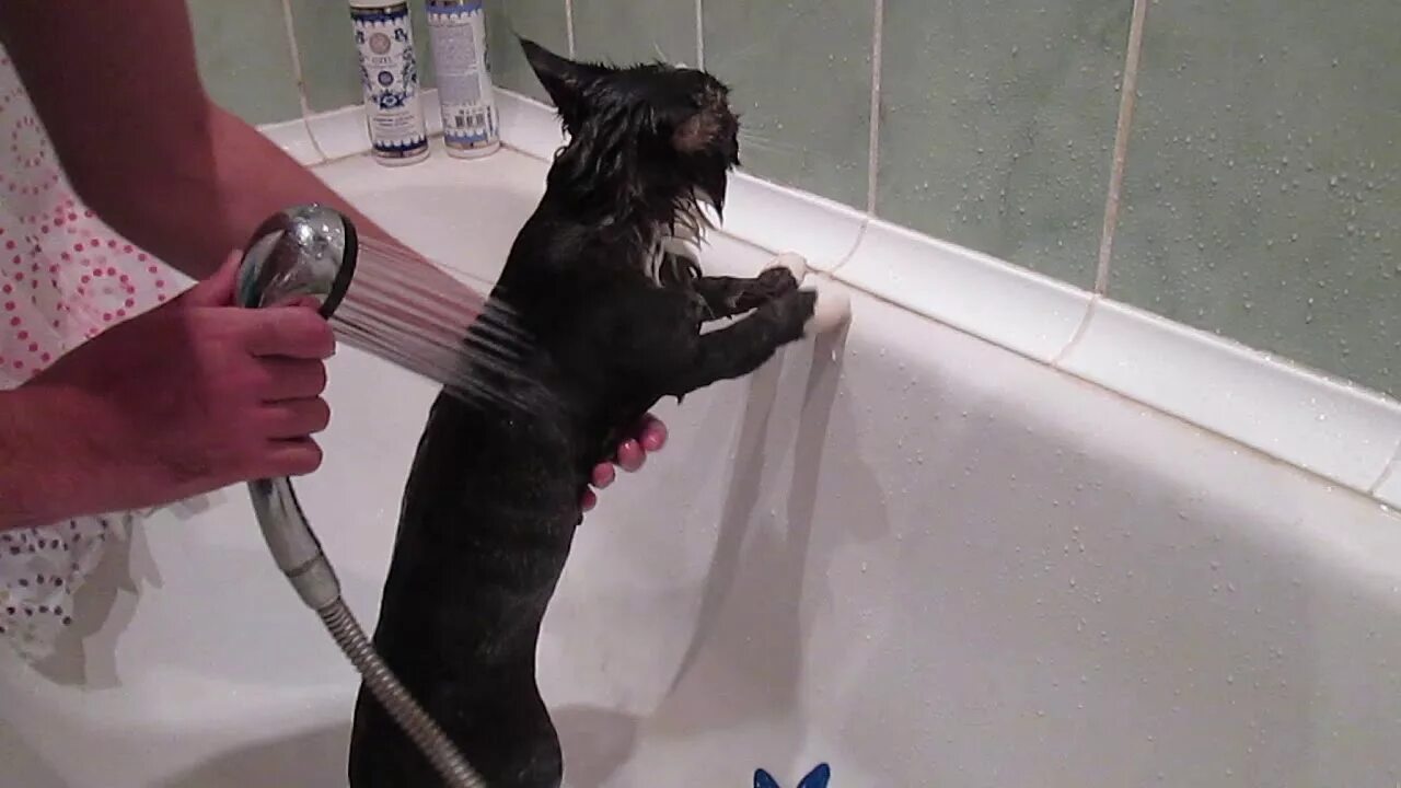 Кот в ванне. Кошка моется. Кот купается в душе. Кошка купается в ванной. Видео коты в ванне