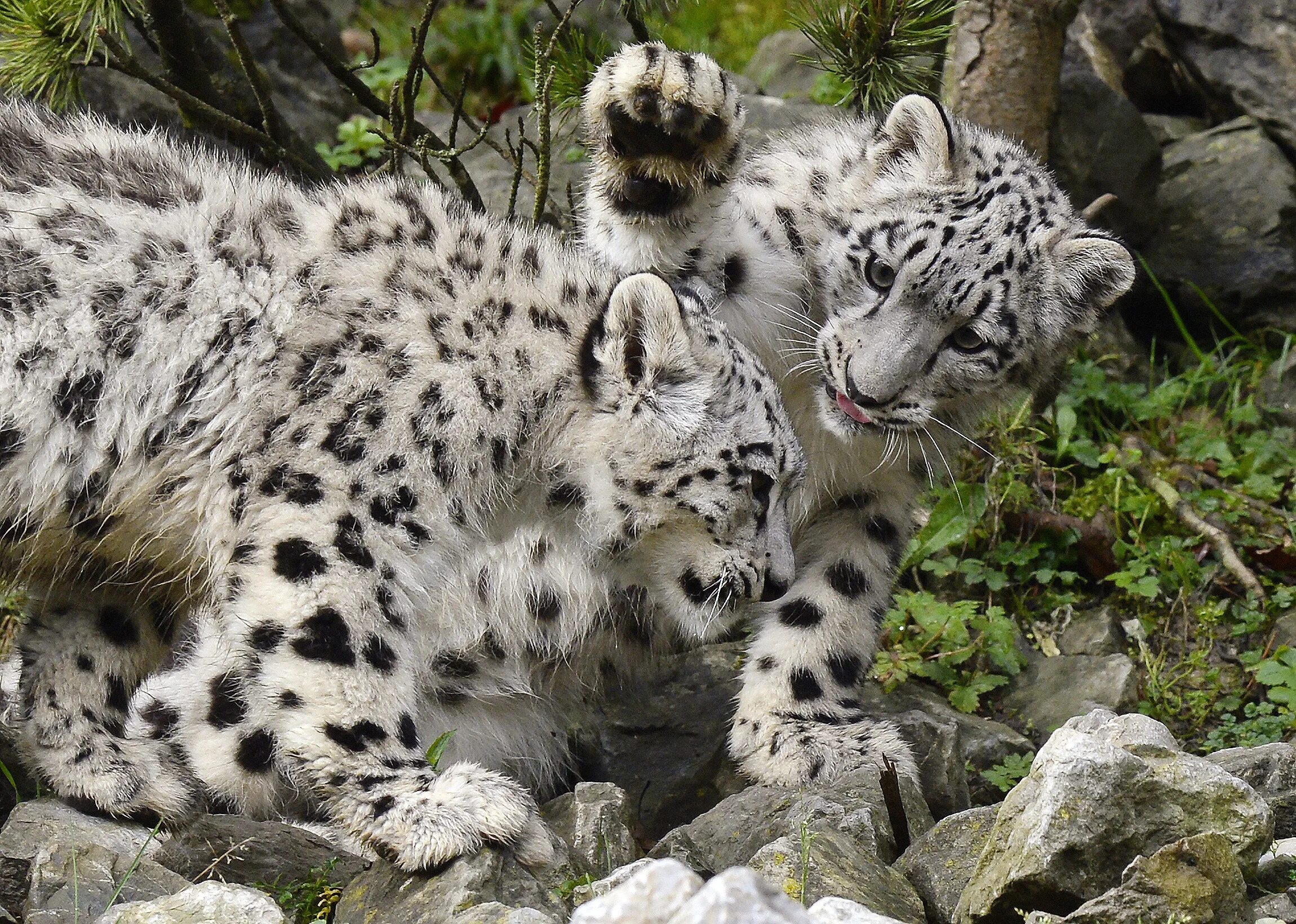 Какой нибудь зверя. Животные. Красивые животные. Мир животных. Фото животных.