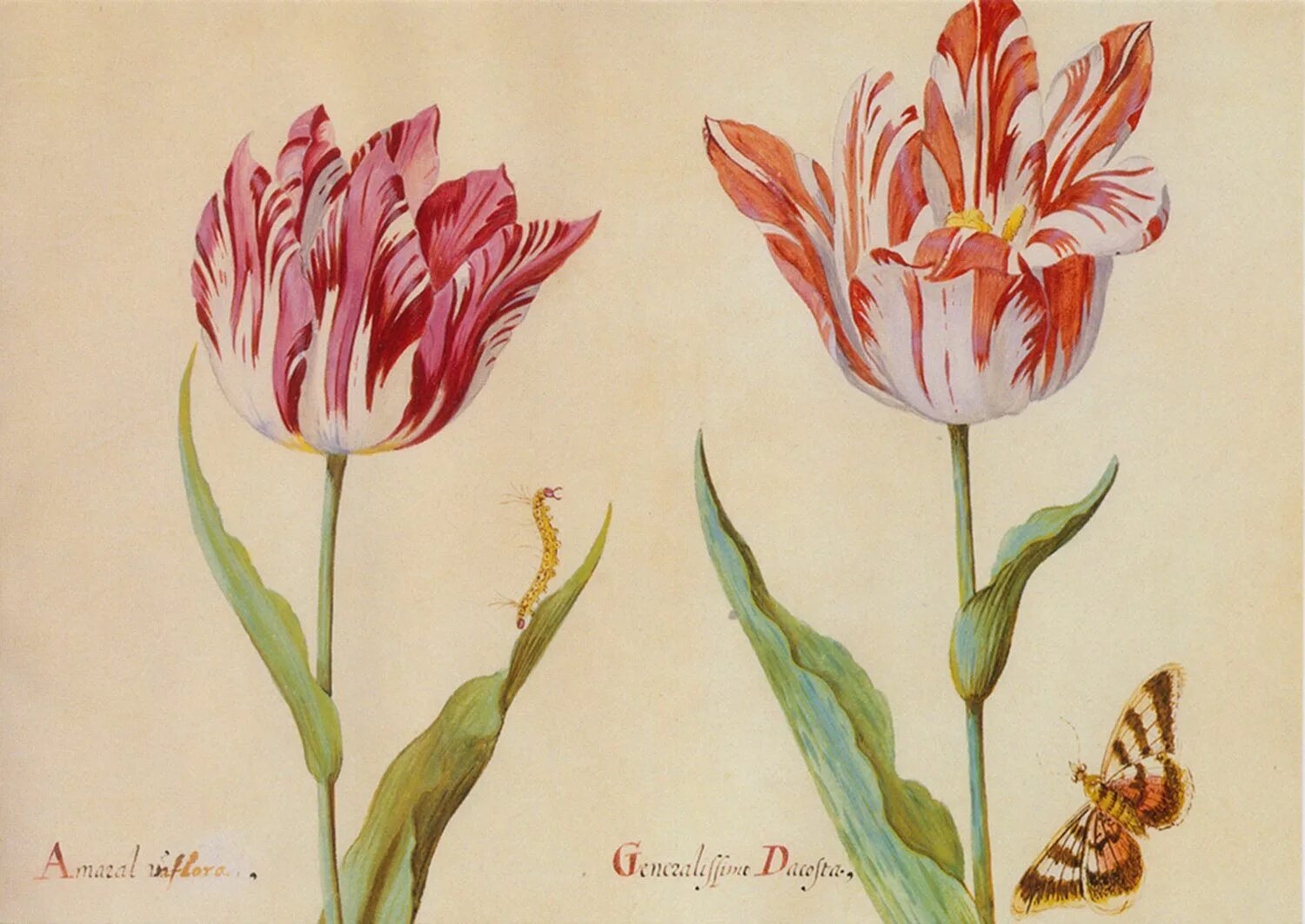 Jacob Marrel Tulip. Тюльпан Ботанический Лиззи. Тюльпаны Джейкоба Маррель. Ботанический тюльпан Peppermintstick. Тюльпан ботаника