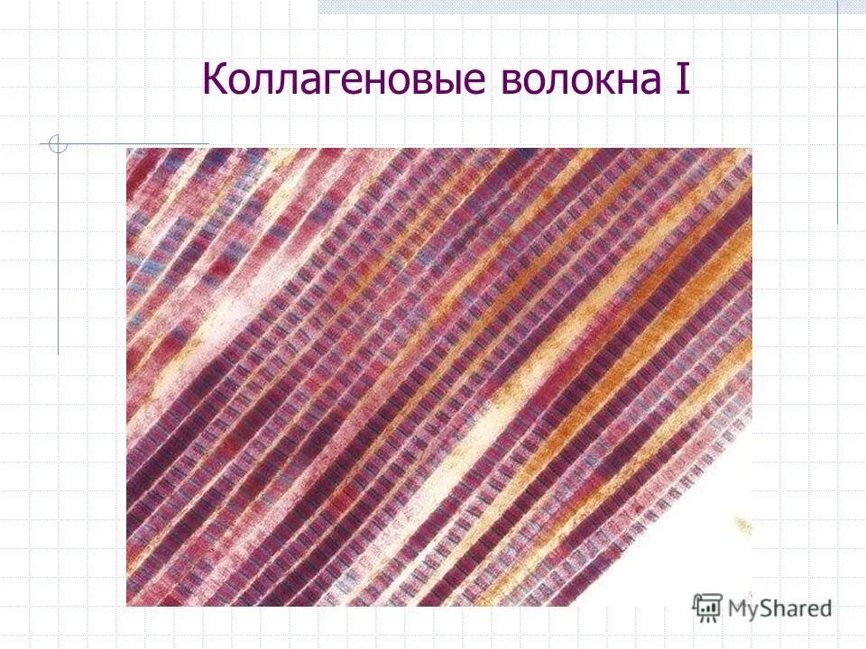 Коллаген эластин фибробласты. Коллагеновые волокна состоят из. Строение коллагенового волокна. Связь мышечных волокон с коллагеновыми волокнами сухожилий. Строение кожи коллаген эластин.