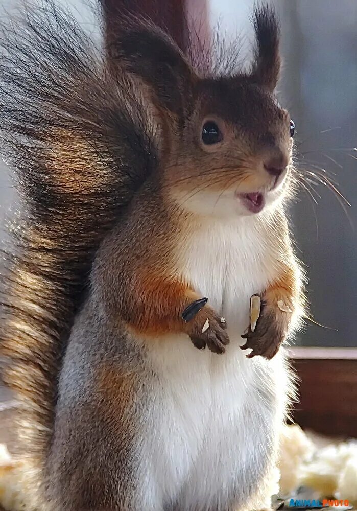 бешеная белка с электрическим орехом. маленькая белочка. белка удивилась. удивленный бельчонок. белка с выпученными глазами.