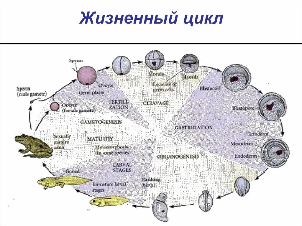 Тест размножение и развитие организмов 10. Индивидуальное развитие организма диаграммы.