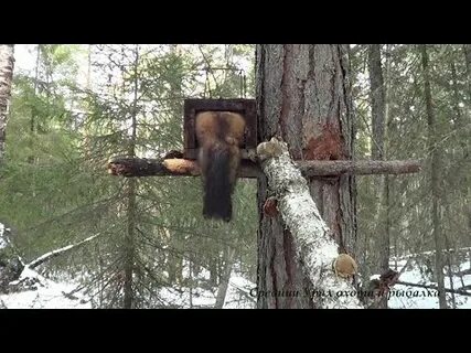 Приманка на соболя