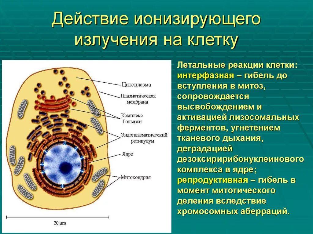 Почему появляются клетки. Действие ионизирующего излучения на органеллы клетки. Действие ионизирующего излучения на клетку. Влияние радиации на клетку. Воздействие ионизирующего излучения на клетку.