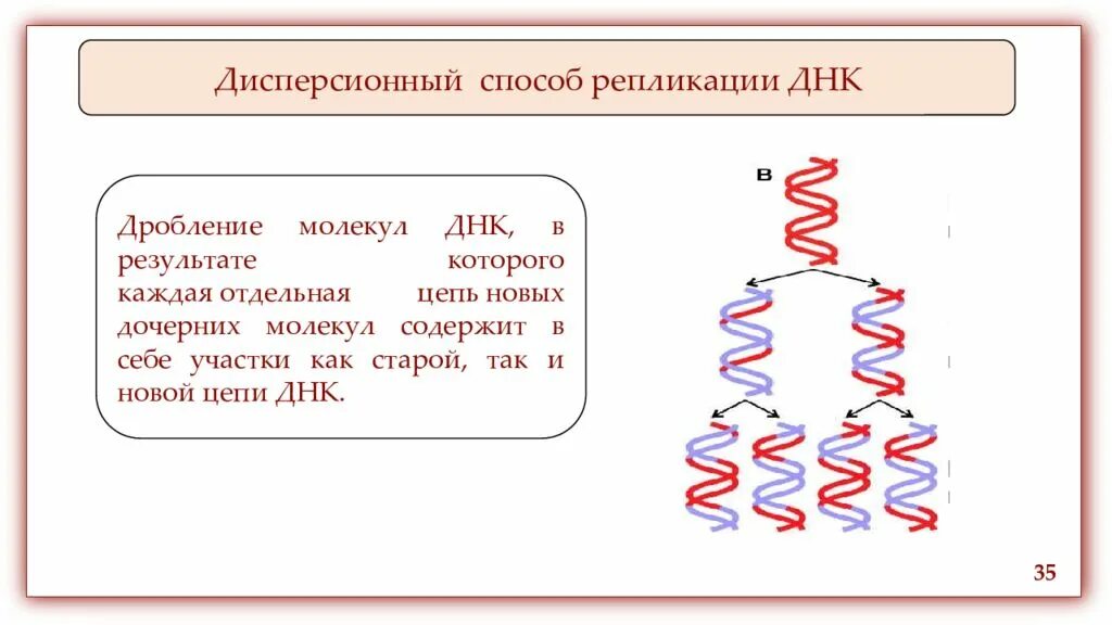 Дисперсионная модель репликации. Консервативный механизм репликации ДНК. Консервативный способ репликации ДНК. Полуконсервативный механизм репликации ДНК.