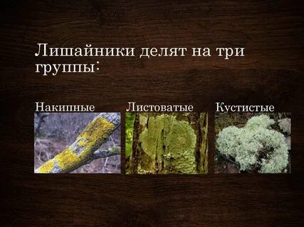 3 ягель