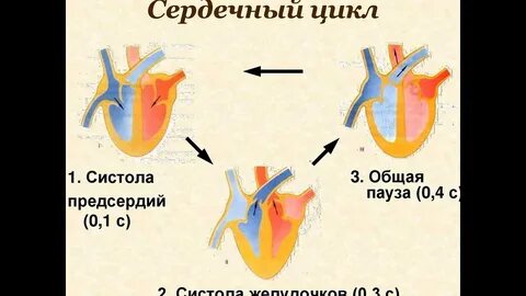 Последовательность цикла сердца