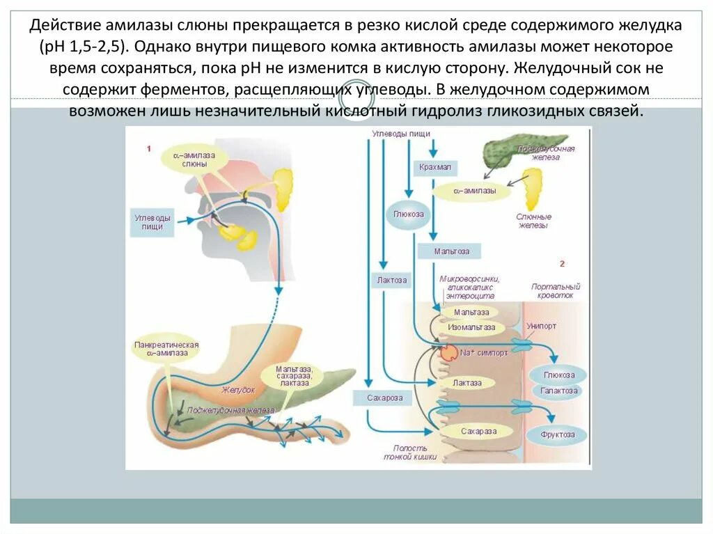 Какими ферментами расщепляются углеводы. Химическая структура амилазы слюны. Амилаза желудочного сока. Расщепление углеводов амилазой слюны. Расщепление углеводов в ротовой полости.