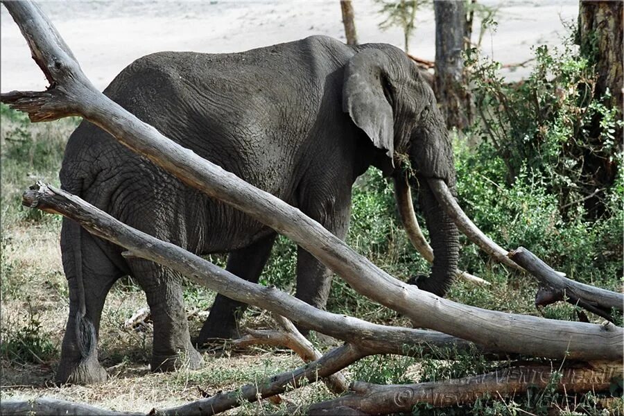 старые слоны. старые слоны. пожилой слон. слоник старый. африканский слон (самка).