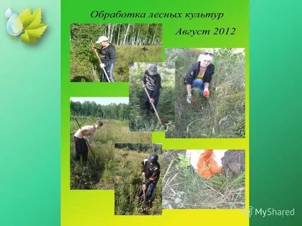 Наблюдение за лесами