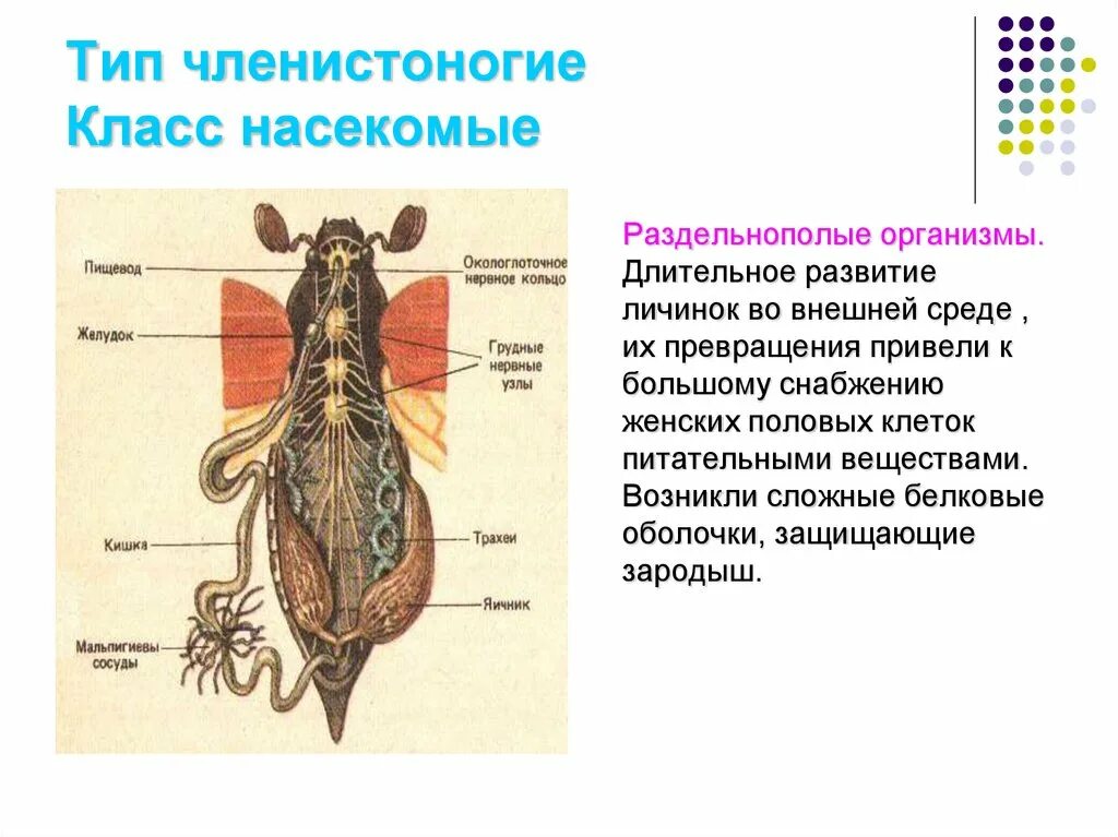 Споры это органы размножения. Тип Членистоногие класс насекомые. Органы размножения членистоногих. Таблица по биологии продление рода органы размножения. Органы размножения насекомых 7 класс.