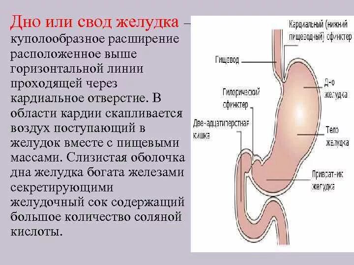 Скапливается воздух в желудке. Дно желудка располагается. Кардиальное отверстие желудка. Слизистая оболочка дна желудка.