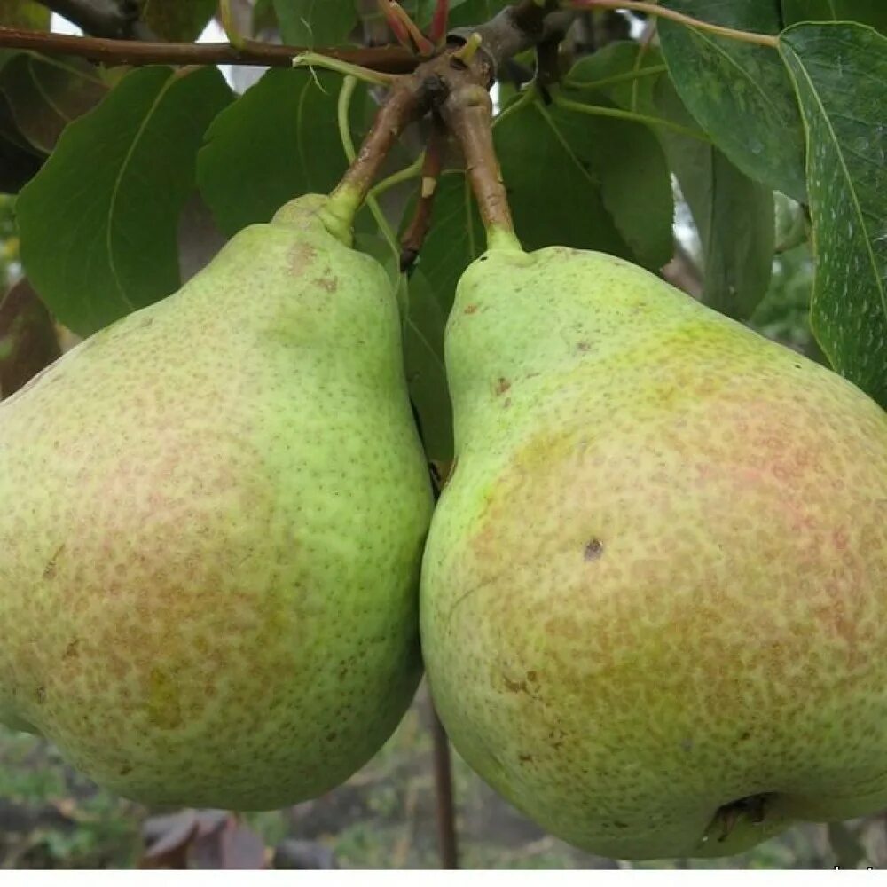 Sweet pear. Груша сорт Светлянка. Груша Аннушка.