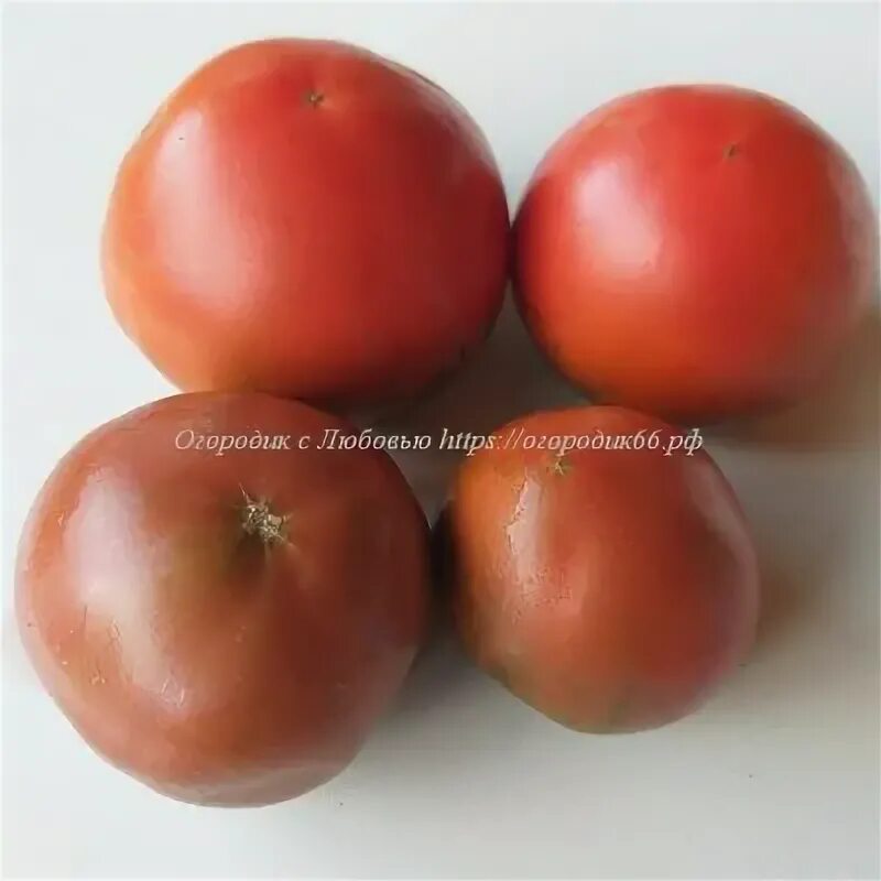 Томат гном любовь одри фото. Томат гном любовь одри фото. Томат гном грааль. Томат любовь одри характеристика. Томат гном розовая страсть.