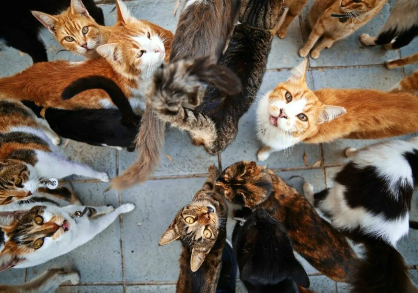 Приснилось много кошек. Много кошек в квартире. Толпа кошек в квартире. Сотни кошек. 100 Кошек.