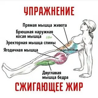 Можно убрать жир качая пресс