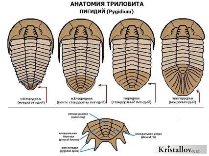 Пигидий