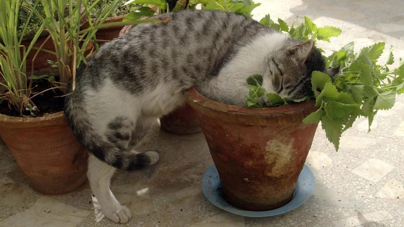 Почему кот есть цветок. Кошачья мята. котовник кошачий. catnip кошачья мята. трава котовник кошачий.
