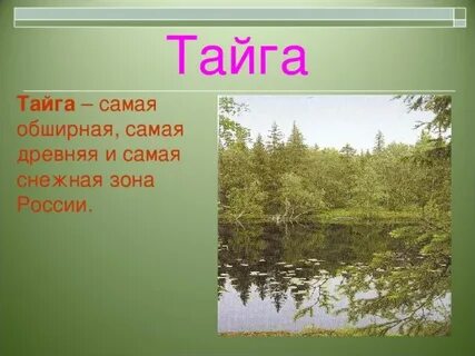 Зона тайги осадки