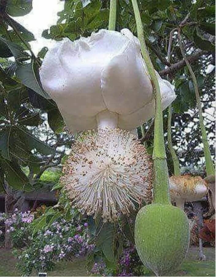 Копытень европейский. Бокарнея отогнутая. Карнегия гигантея. Растения цветущие один раз в жизни. Растение раз.