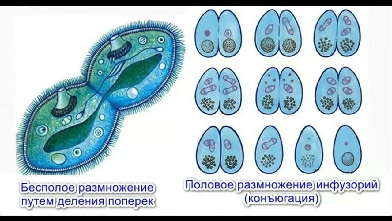 Инфузория туфелька размножение конъюгация. Инфузория туфелька Тип размножения. Тип размножения инфузории туфельки. Инфузория туфелька половое размножение.