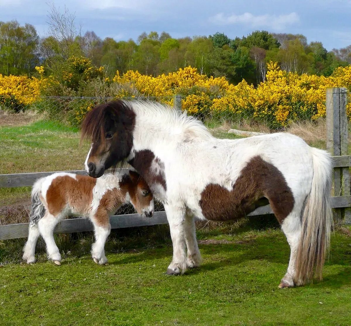 Pony фото. Лошадь породы шетлендский пони. Фалабелла пегая. Пони шетлендской породы. Шетлендский пони с жеребенком.