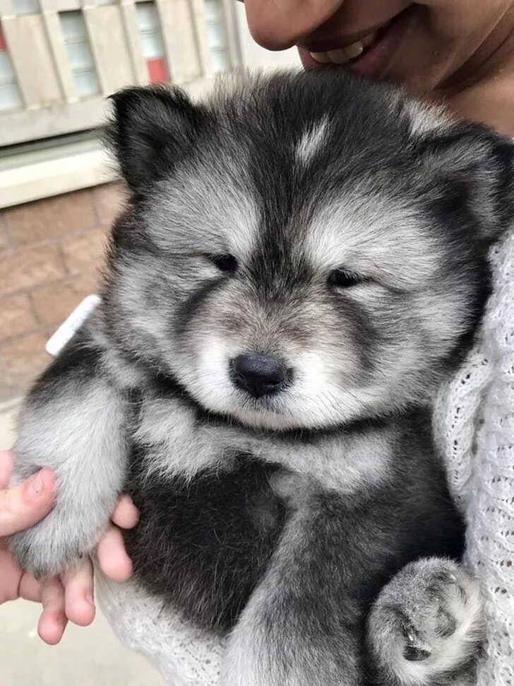 Pin on jiff Baby animals real, Cute baby animals, Cute dogs