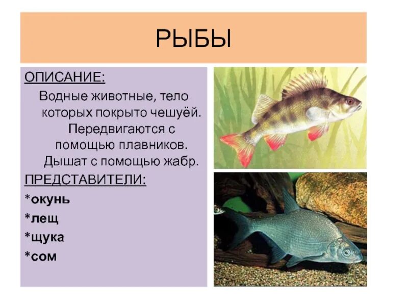 Описание рыбы. Животные тело которых покрыто чешуей это. Рыбы тело которых покрыто чешуёй. Водные животные тело покрыто чешуей.