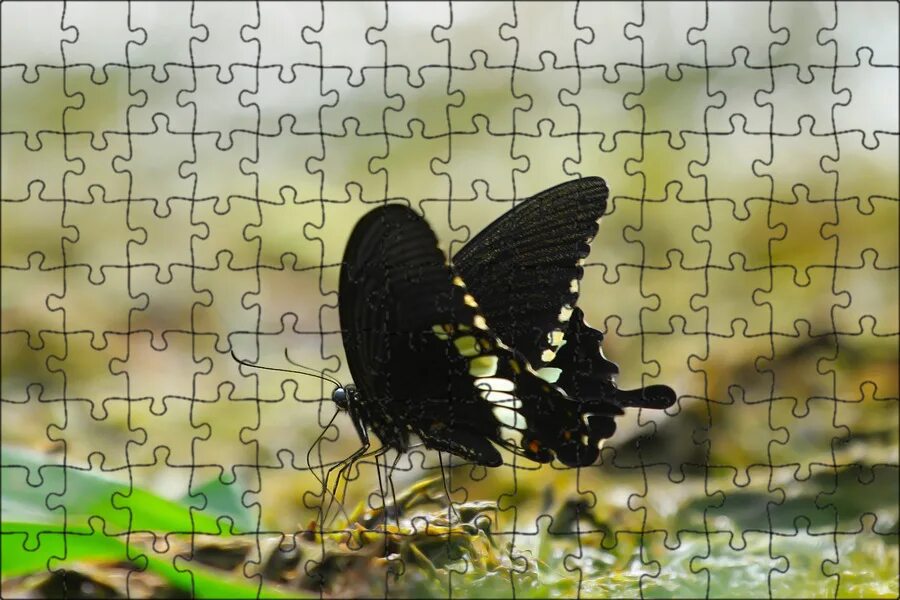 Бабочка черный глянец. Бабочки. Бабочка черная. Чёрная бабочка насекомое. Бабочка белая.