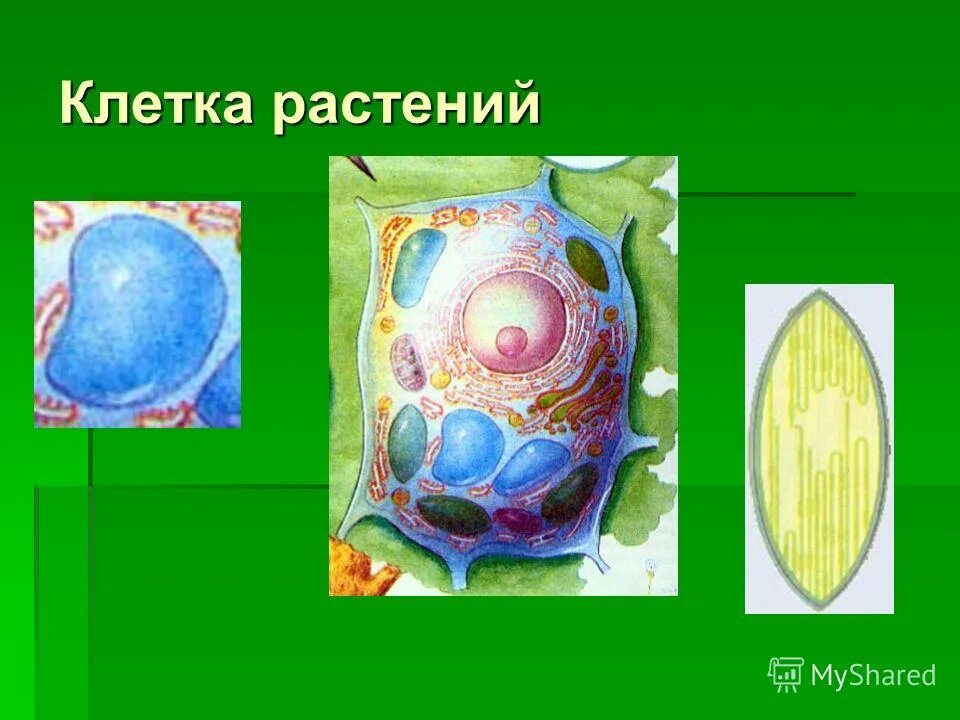 Растительная клетка. Клетка животного и растения. Животная клетка. Клетка растения цветка. Рисунок растительной клетки с обозначениями 6 класс