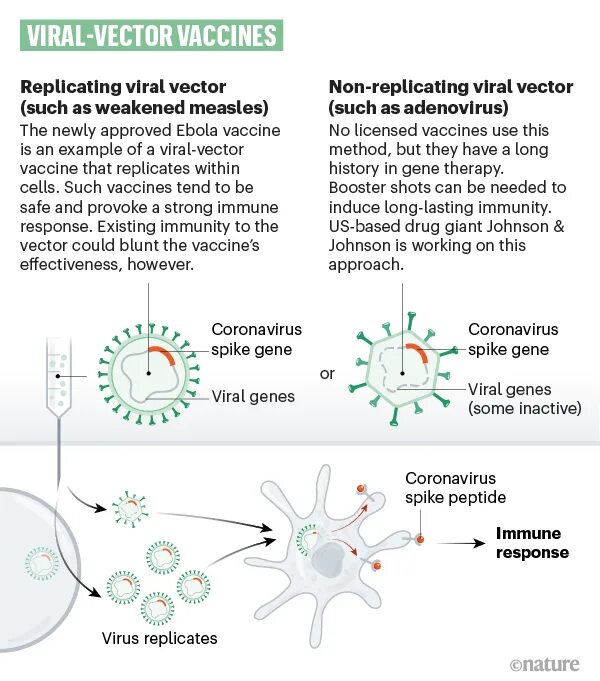 Вектор вакцина. Векторные вакцины аденовирус. Векторная вакцина от коронавируса. Механизм работы вакцины. Механизм векторной вакцины.