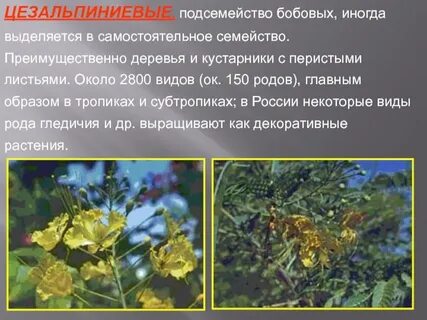Представители бобовых 7 класс биология
