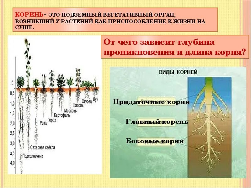 Корневая система растений образованы. Корни растений. Корень вегетативный орган растения. Приспособление корневой системы.