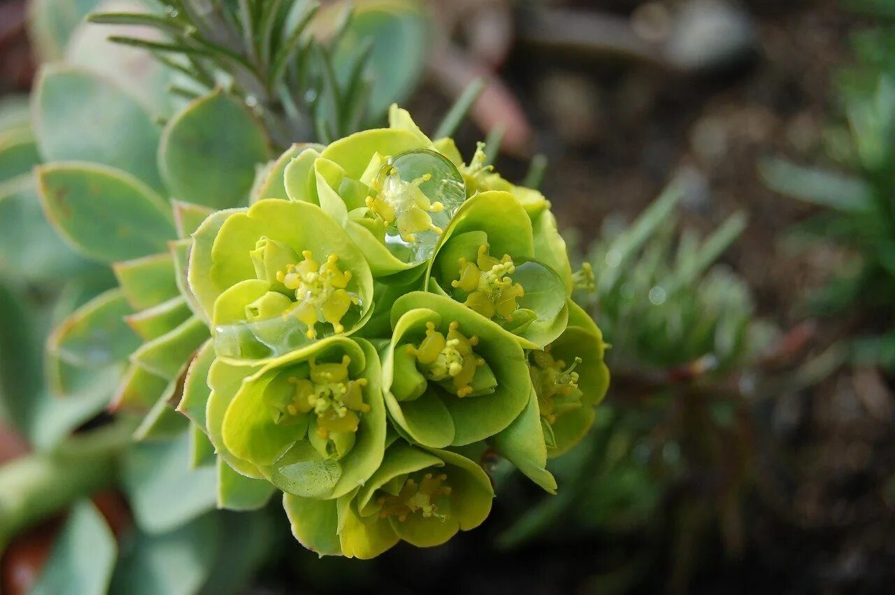 Молочайные. Молочай. Молочай (Euphorbia). Молочай длиннорогий. Молочай Даурский.