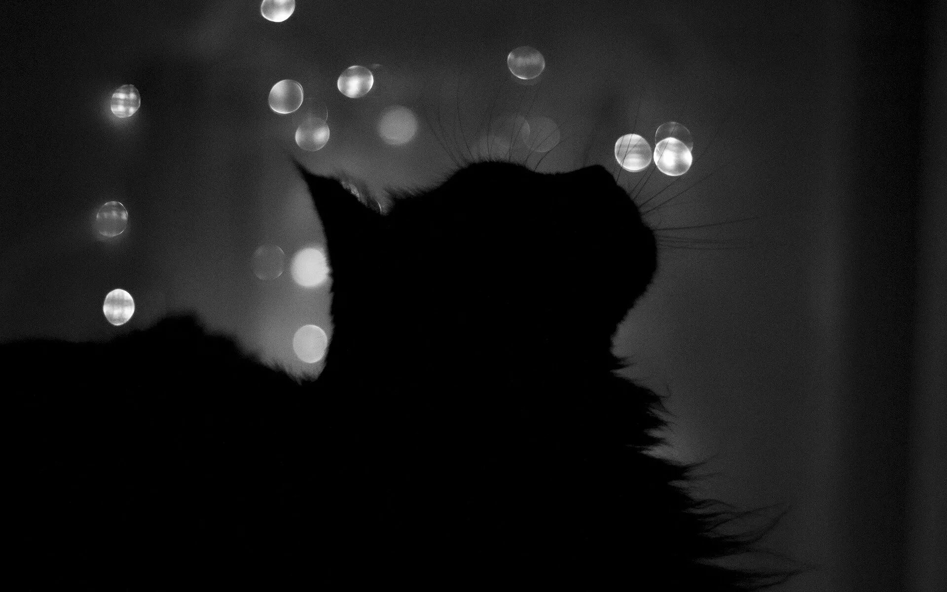 Котенок котэ в темноте. Кот в темноте. кот ночью. кошка в темноте. черный кот в темноте.