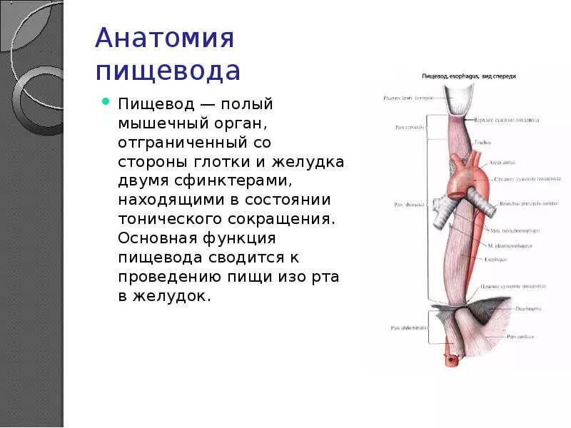 Органы пищевод человека