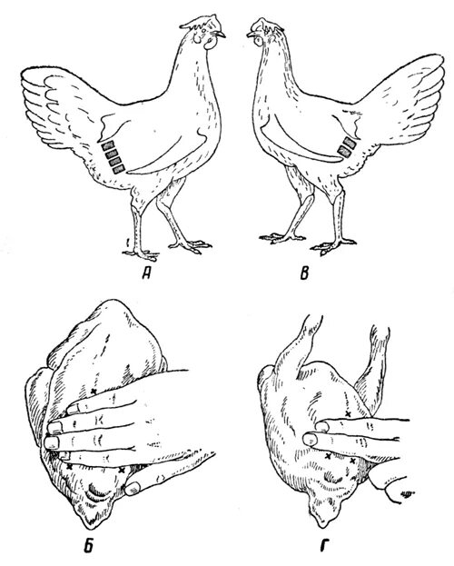 Как найти курицу. Лонные кости у кур несушек. Возраст курицы несушки. Лонная кость у кур. Анатомия курицы несушки.
