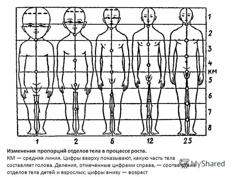 Изменение пропорций тела. Изменение пропорций тела ребенка. Изменение пропорций тела с возрастом. Возрастные изменения пропорций тела девочки.