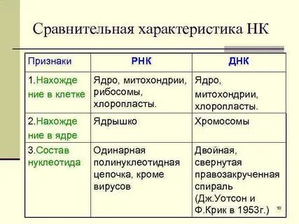 Заполните таблицу сравнительная характеристика днк и рнк