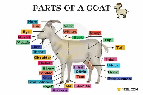 Goat перевод на русский