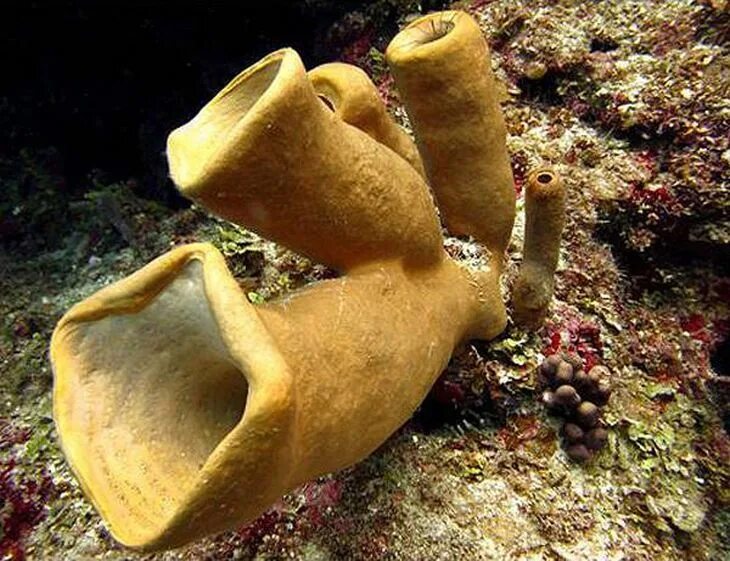 многоклеточные беспозвоночные тип губки. кремниевая губка геодия. губки (spongia). первая губка. первая губка.