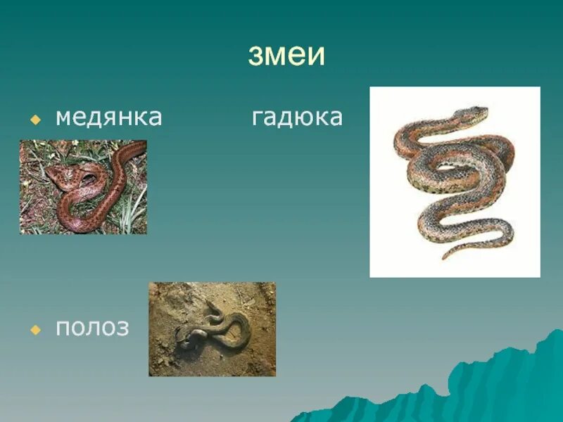 Как отличить медянку от гадюки